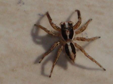Aracnide da determinare :)